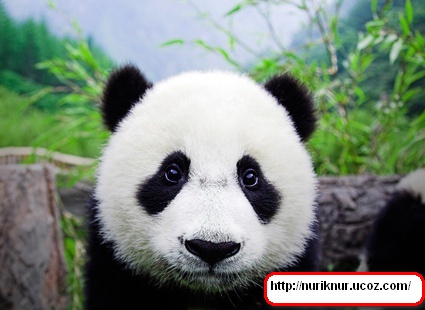   (, crack)  panda antivirus